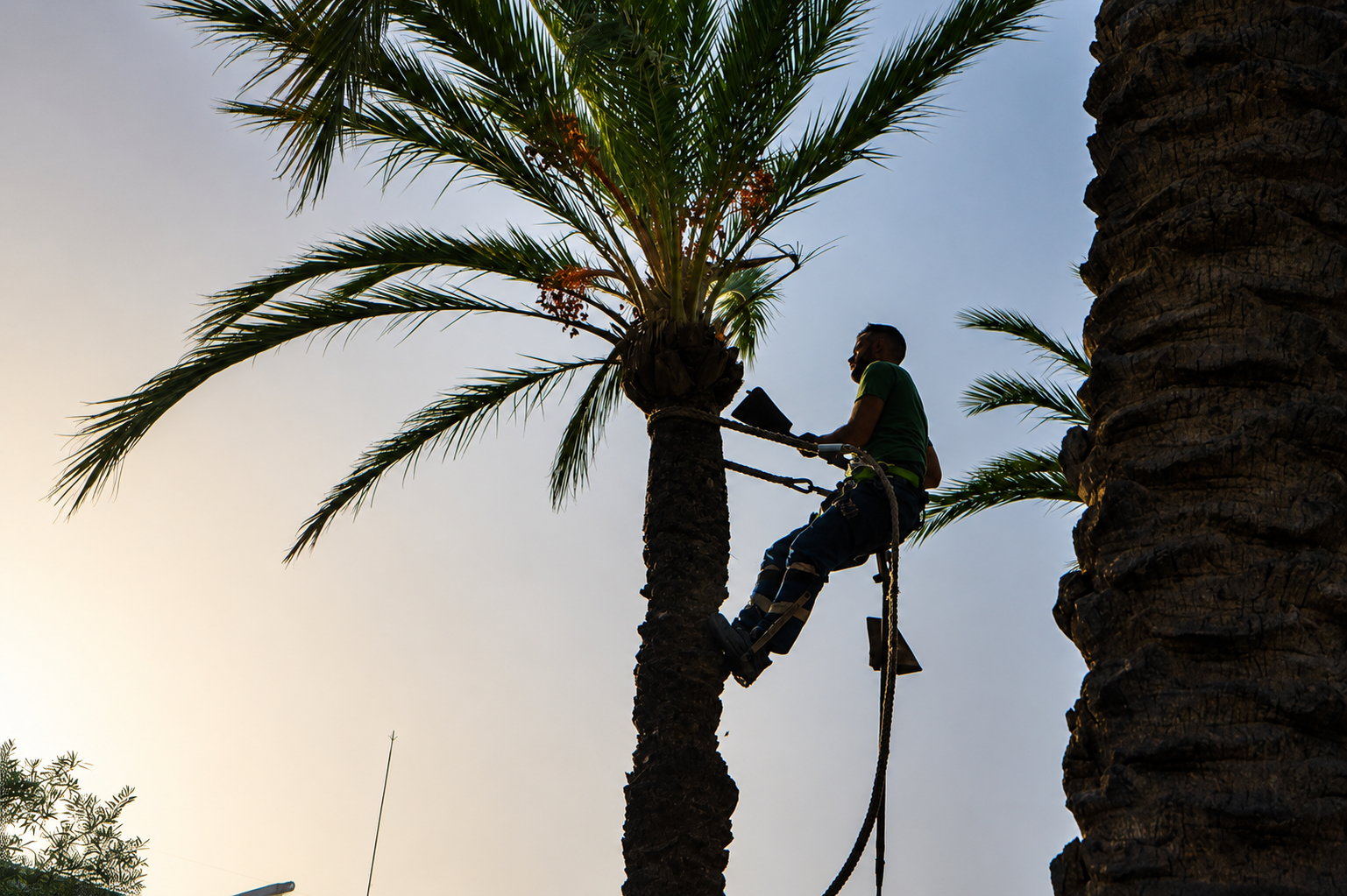 Poda de palmera en Elche