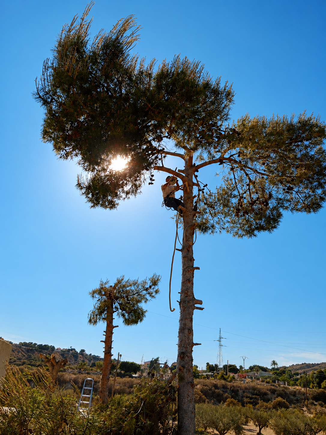 Trabajo en altura palmera